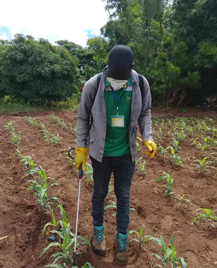 Técnico a aplicar tratamento numa machamba de milho, com equipamento de protecção